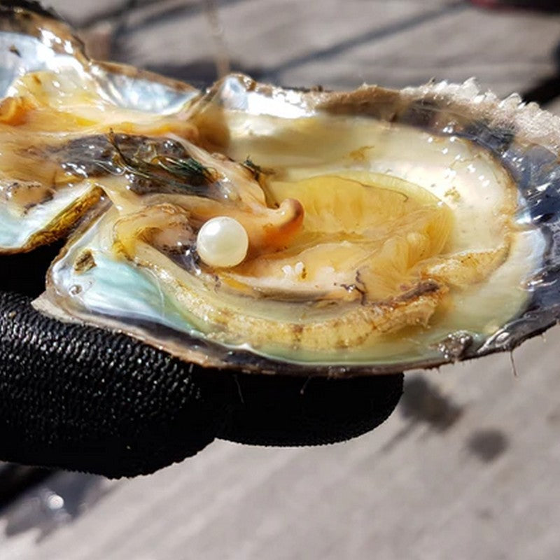 Pearl Workshop at the Saikung Sea［English］